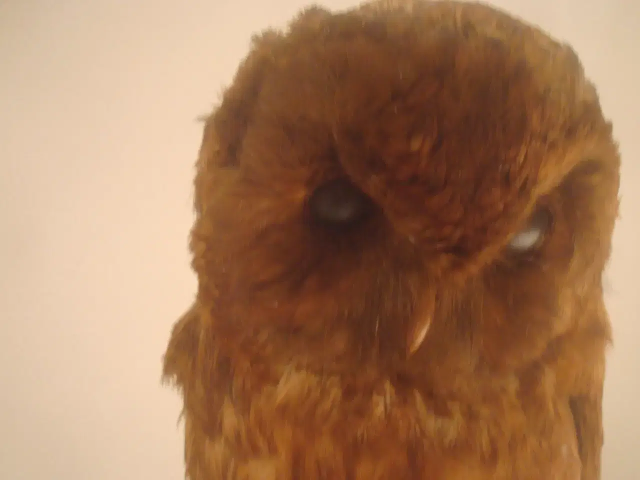 Billede 3 - UGLE, ret stor, flot farve - utrolig skønt udtryk 