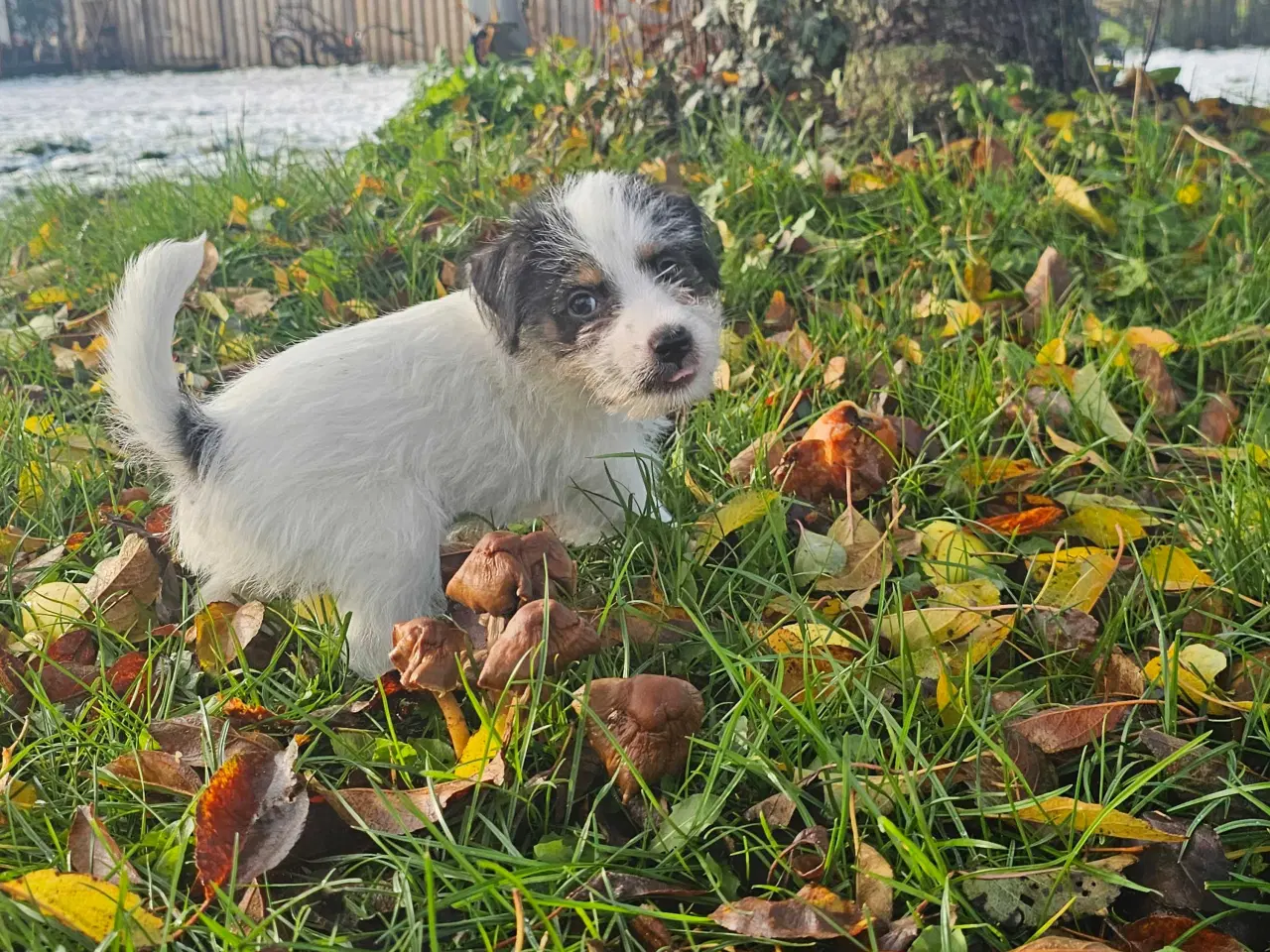 Billede 5 - Ren kærlighed