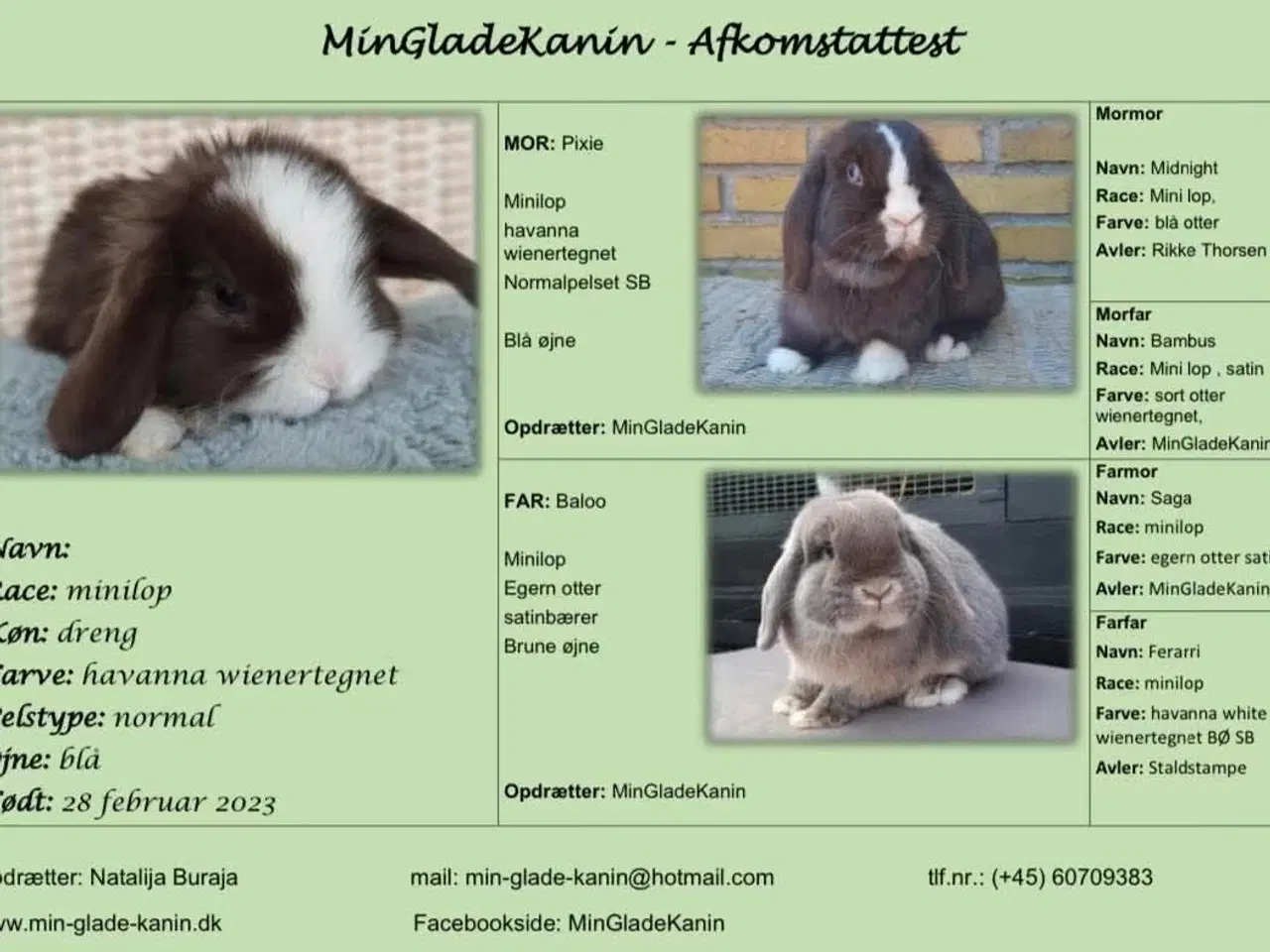 Billede 6 - Mini lop han