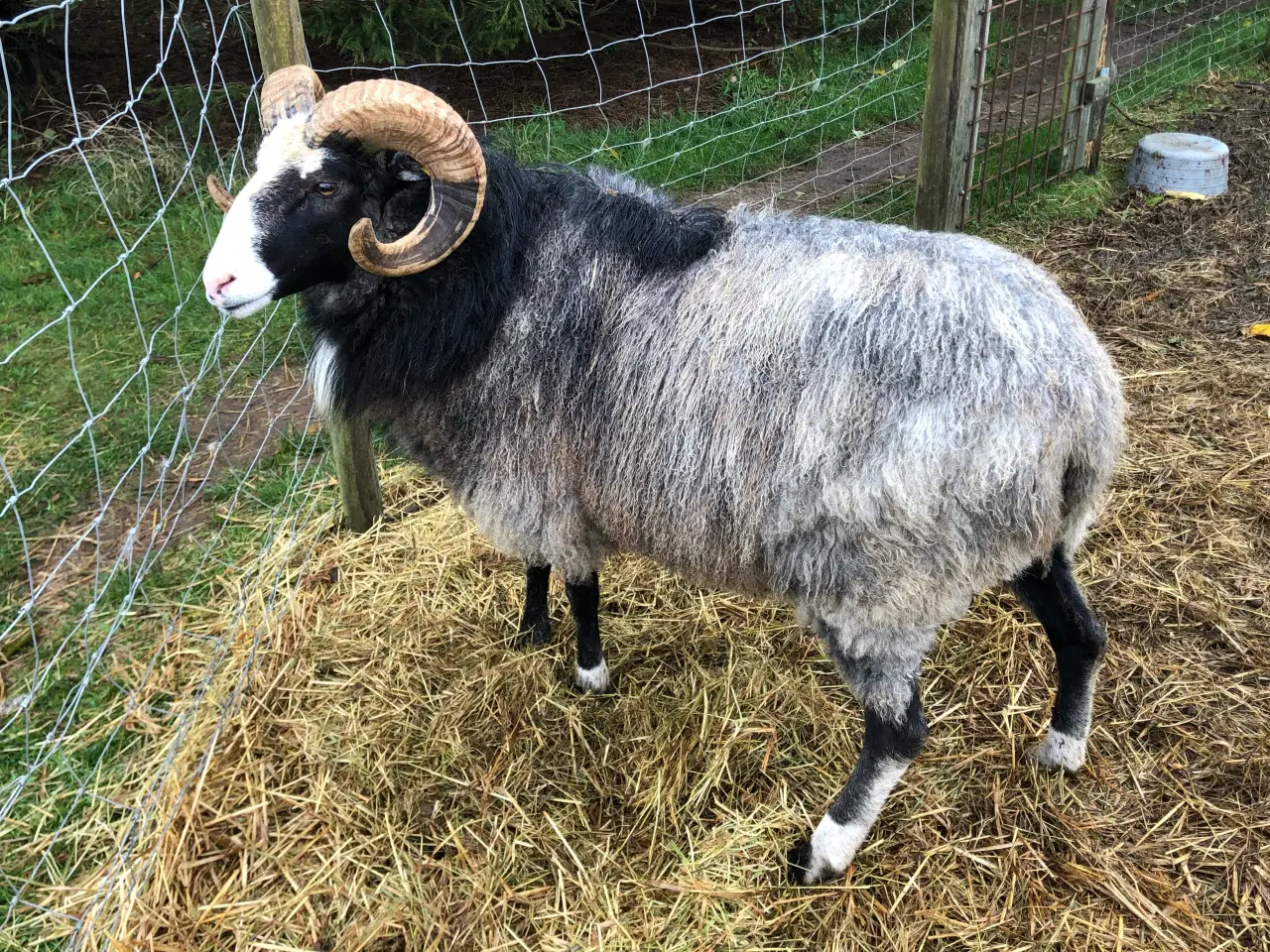 Billede 7 - Gute får