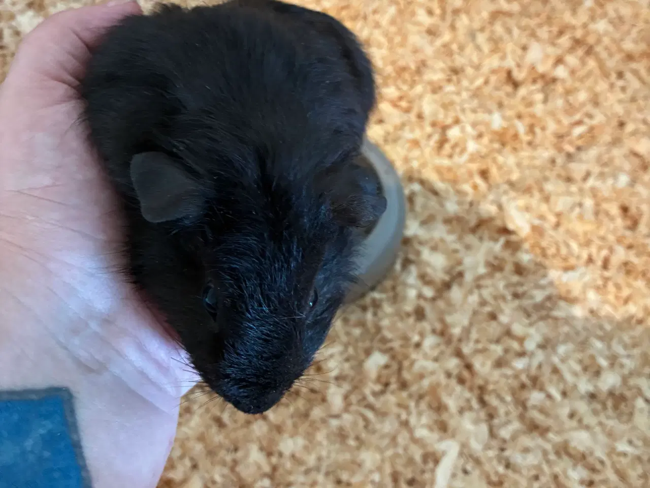 Billede 6 - Marsvin i forskellig aldre skinner er hunner