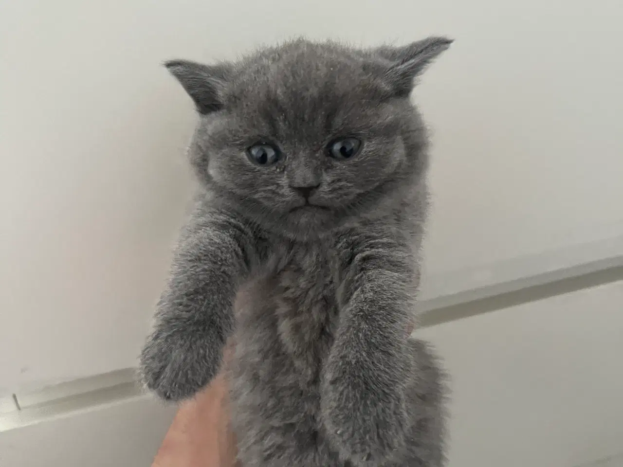 Billede 3 - British shorthair killinger