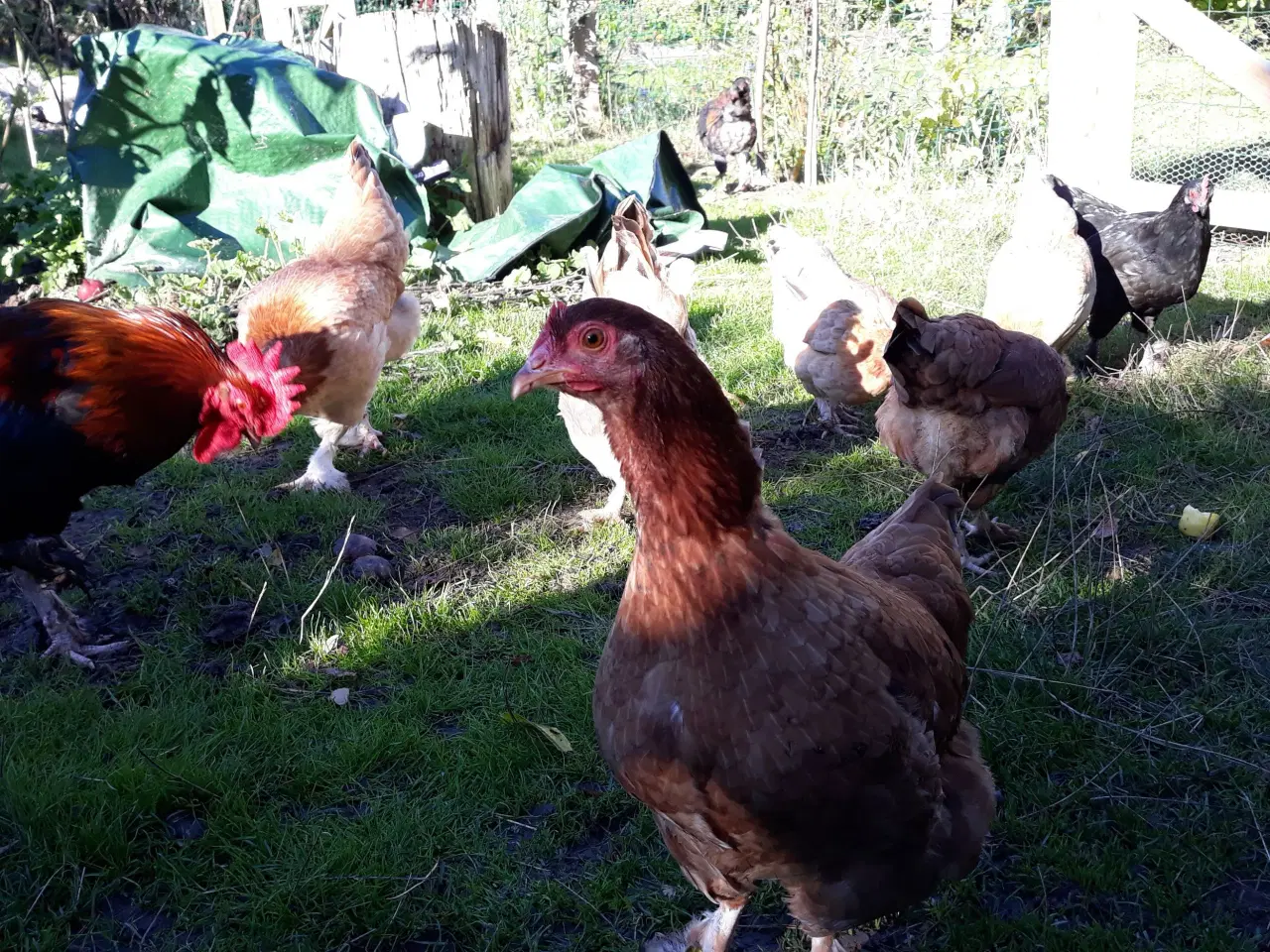 Billede 1 - Dværgmaraner 