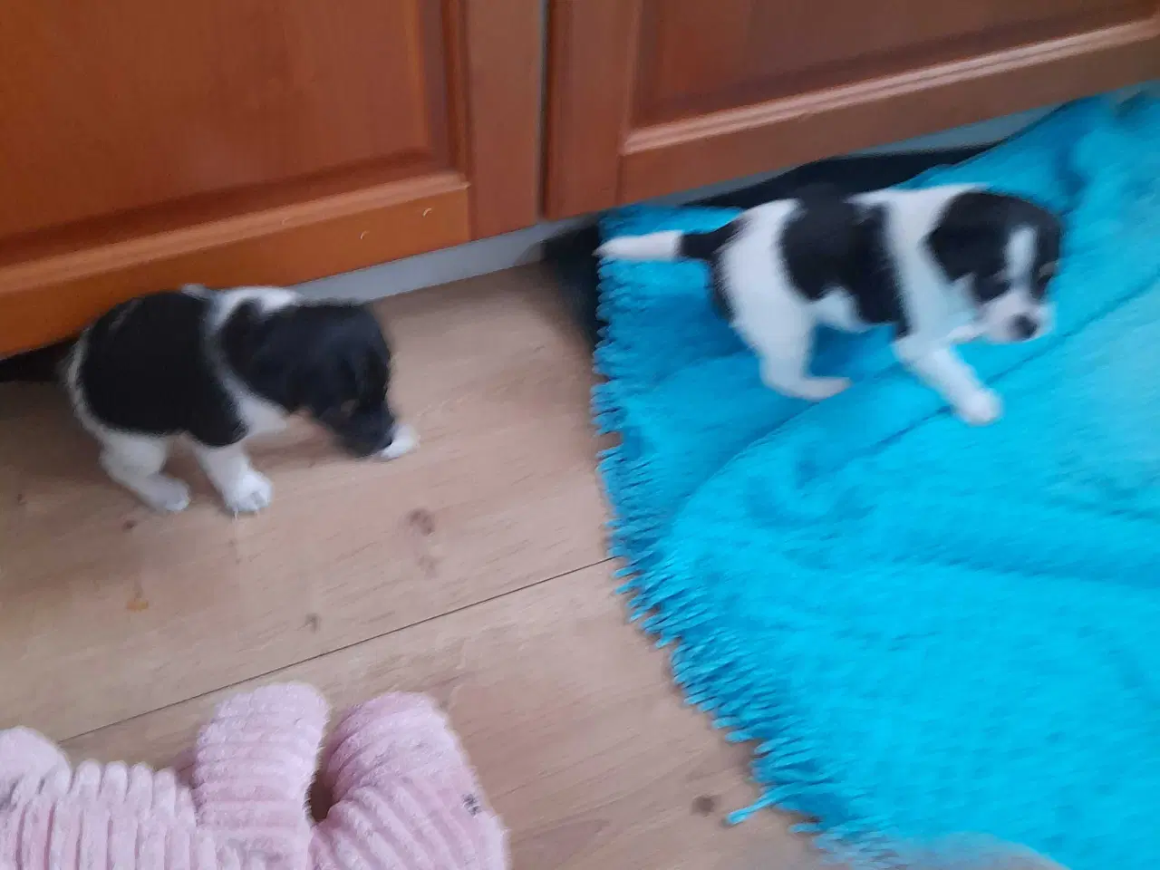 Billede 2 - Dansk svensk gårdhund 