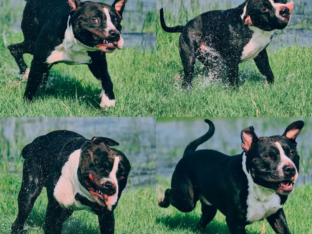 Billede 3 - Xl bully han