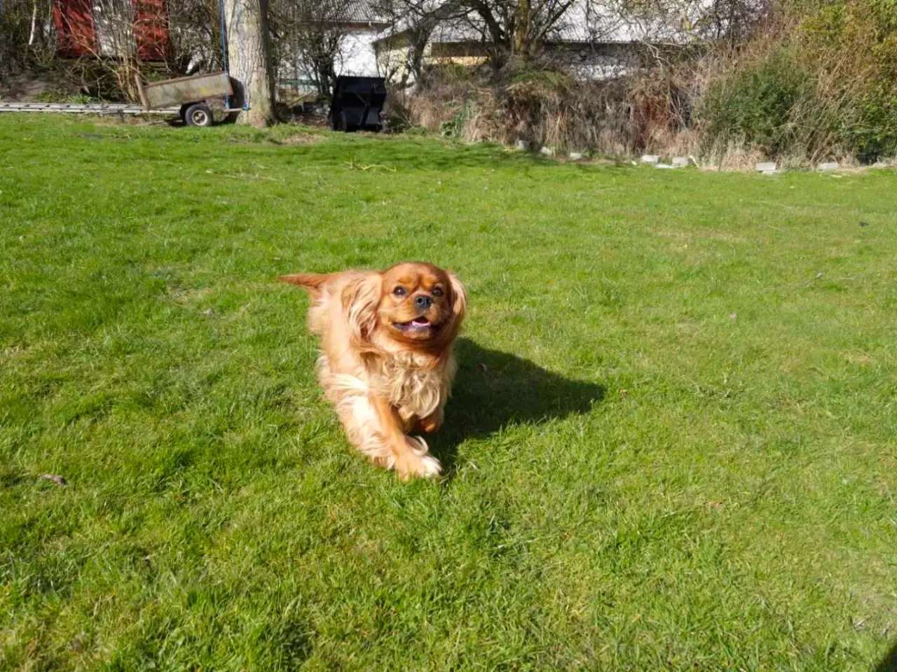 Billede 3 - Han hund til parring 