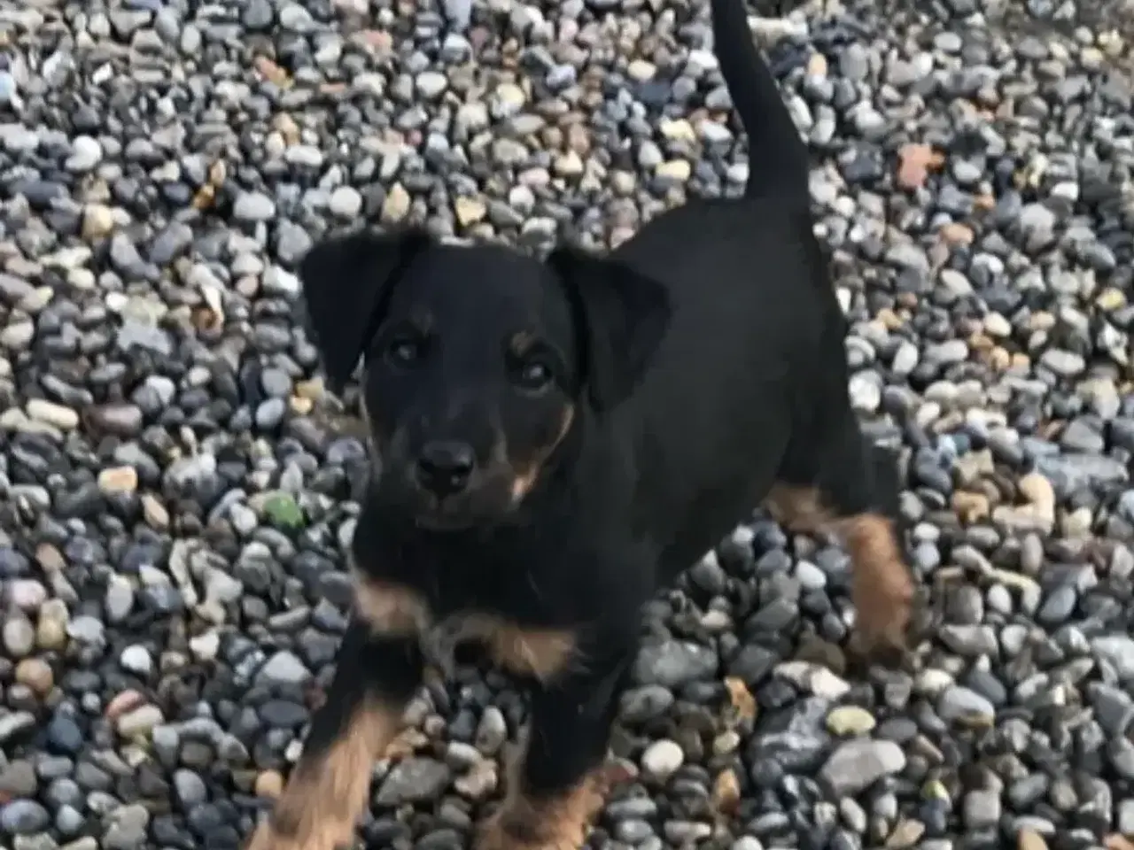 Billede 1 - Tysk Jagtterrier hvalpe salgsklar - 2 hanner