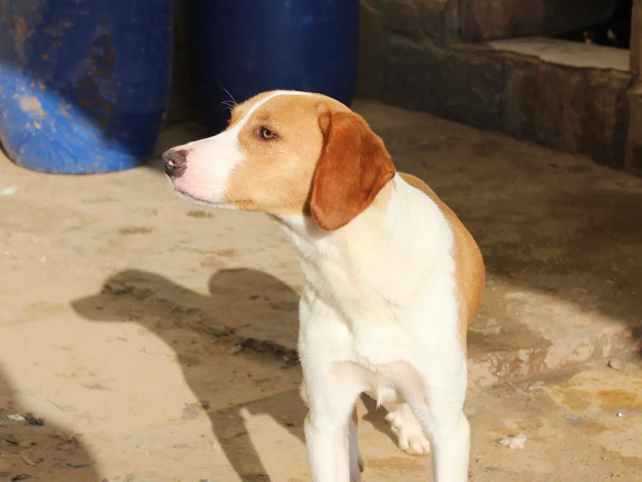 Billede 14 - Skønne Riga søger sit 4ever hjem