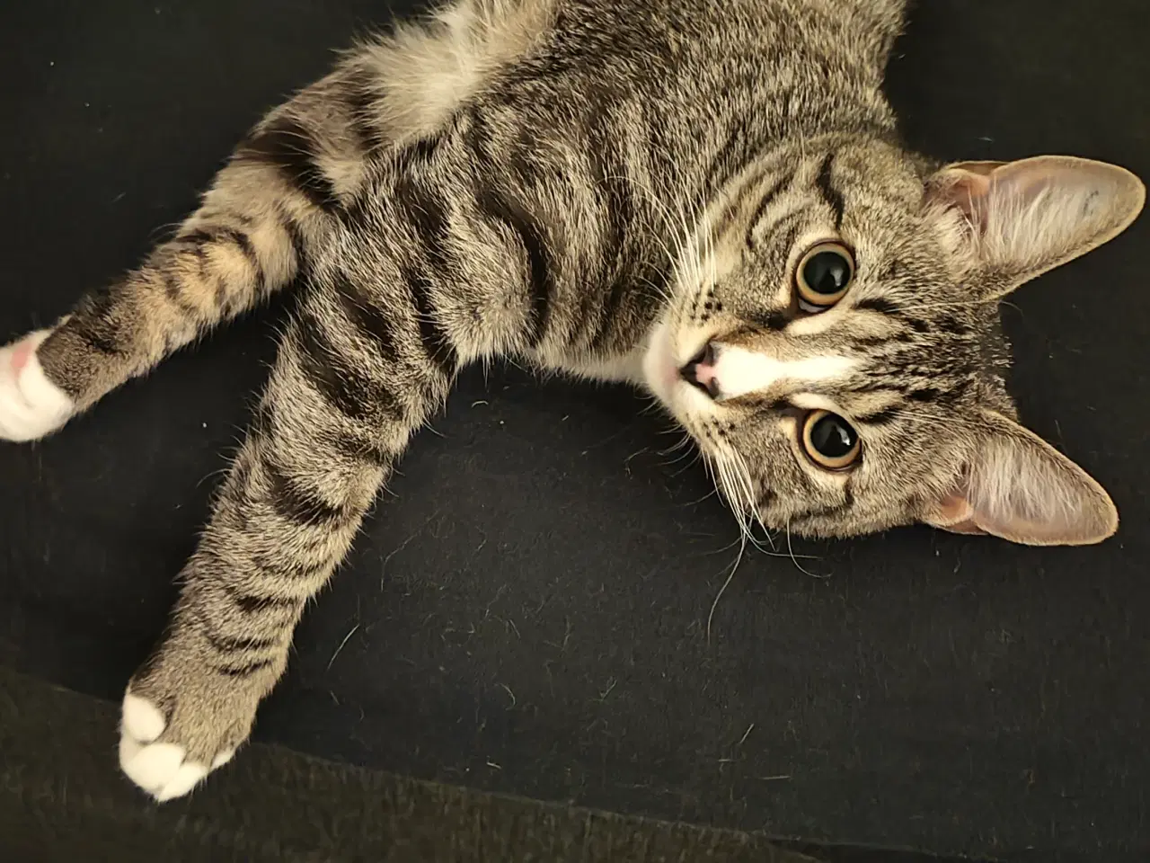 Billede 8 - Søde Pinky søger nyt og trygt hjem