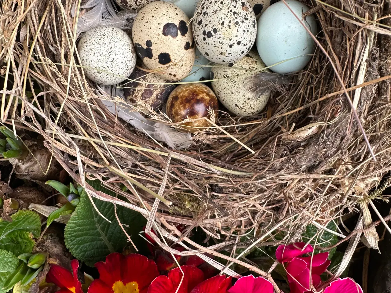 Billede 3 - Vagtler æg