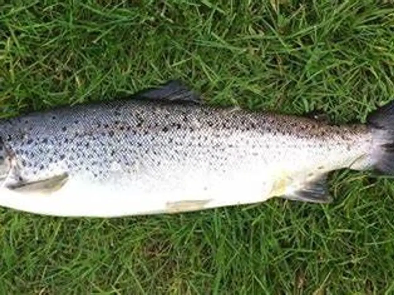 Billede 7 - 100% Håndsyet Lakse/Ørredgarn med 50mm eller 65mm 