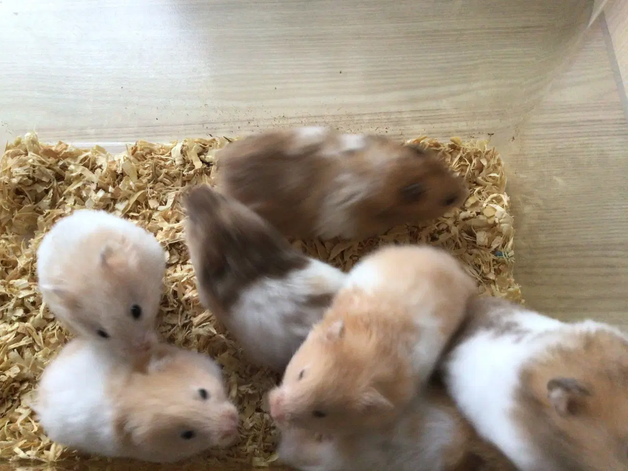 Billede 1 - Guldhamsterunger