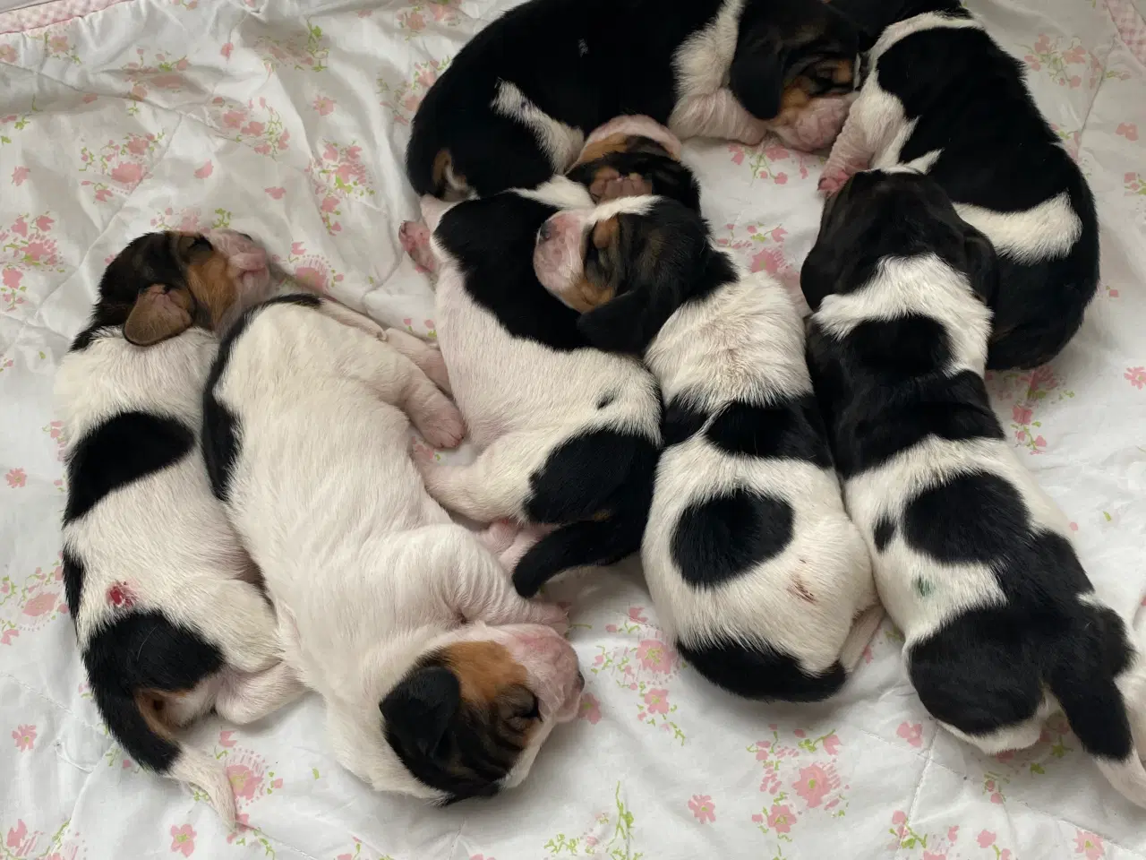 Billede 3 - Basset Hound hvalpe