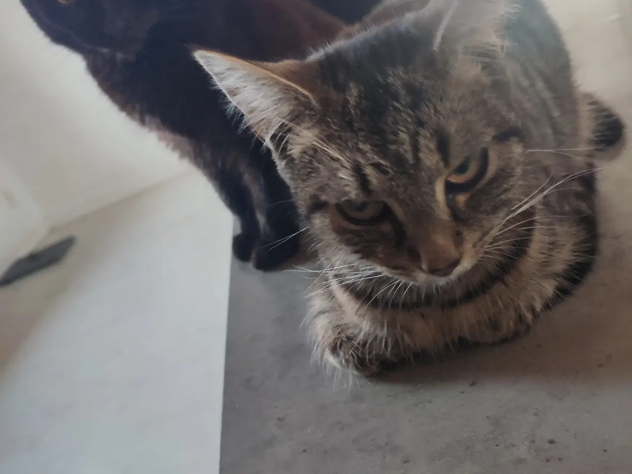 Billede 3 - Sødeste katte 