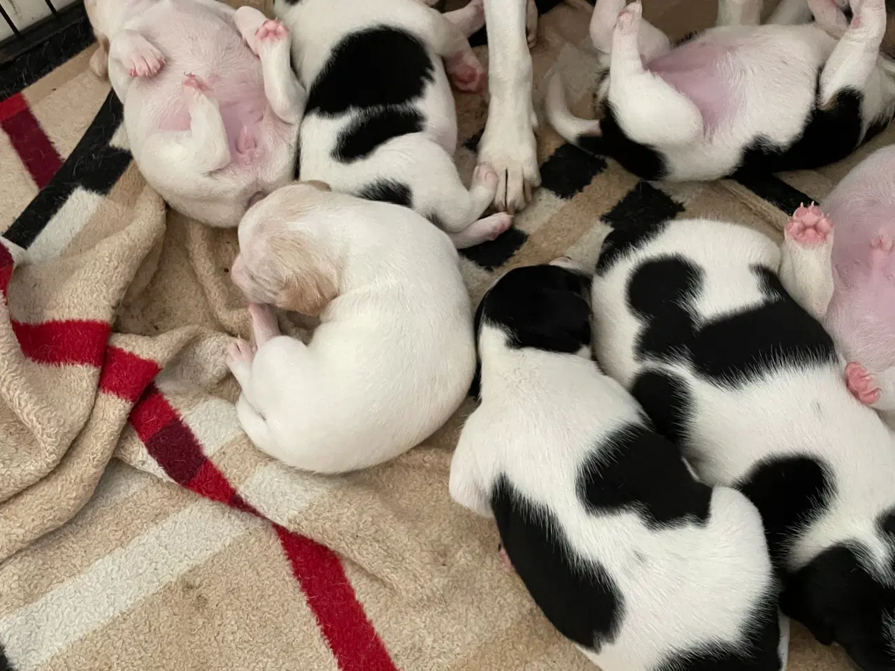 Billede 3 - Dansk Svensk gårdhunde hvalpe