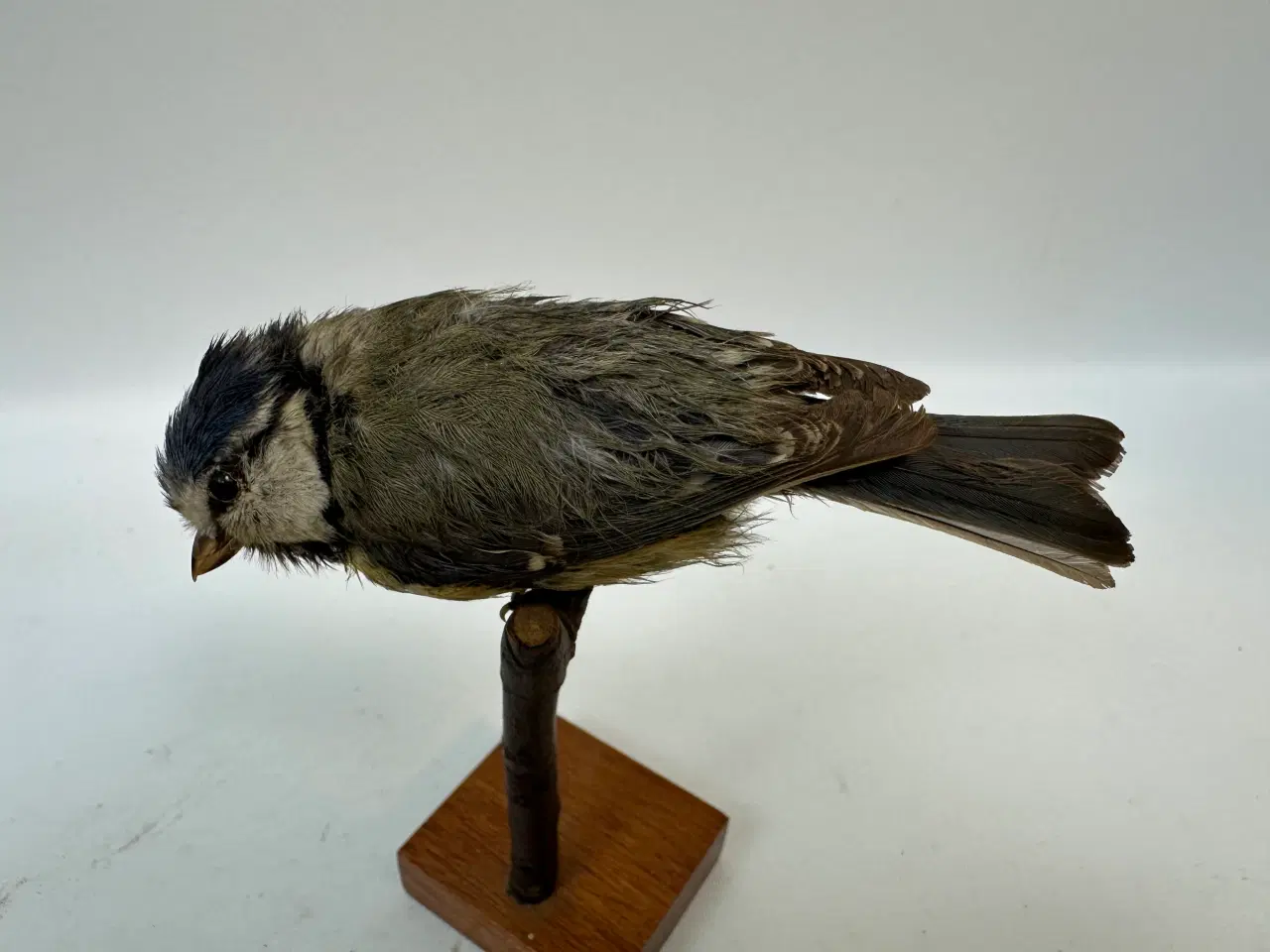 Billede 2 - Udstoppet Blåmejse