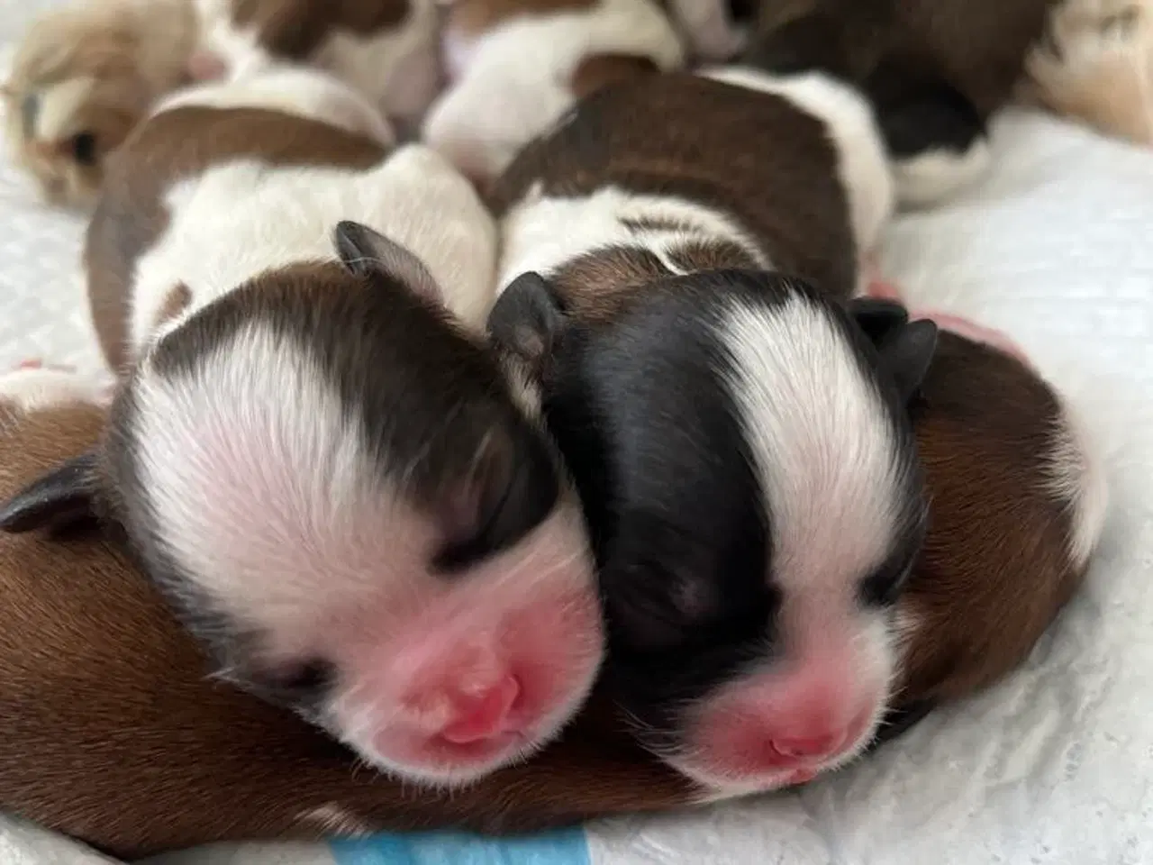 Billede 2 - Shih Tzu blanding