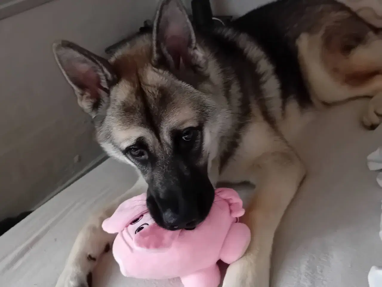 Billede 10 - Hund søger ny hjem 