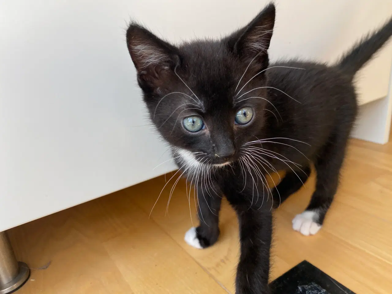 Billede 10 - katte killinger