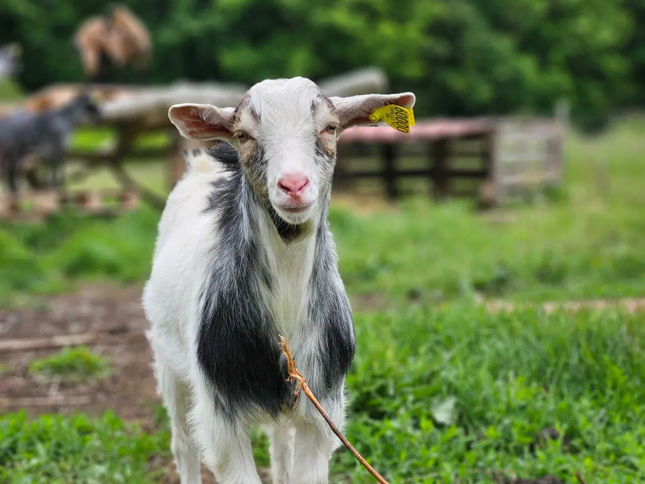 Billede 7 - Dværgged bukkekid