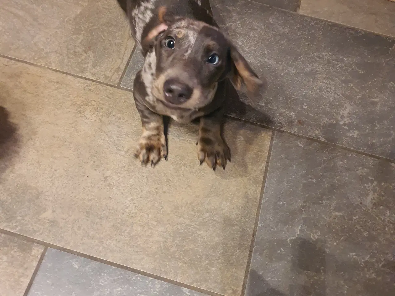 Billede 2 - Korthåret Gravhund unik merle farvet