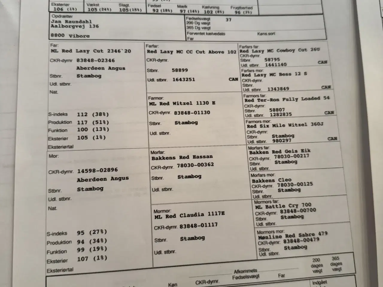 Billede 3 - Rød Angus kvier