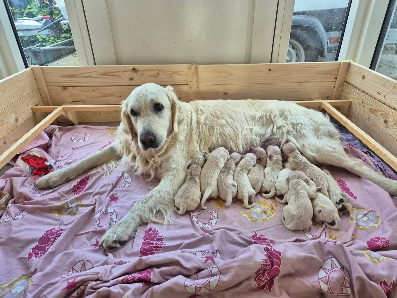 Billede 15 - Golden retriever hvalpe
