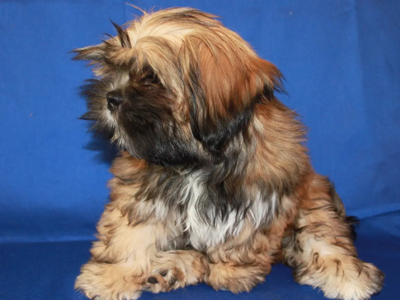 Billede 3 - Lhasa Apso hvalpe