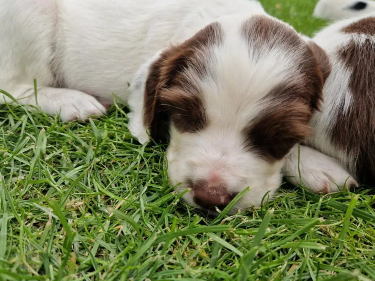Billede 6 - Springer spaniel 2 hanner til salg