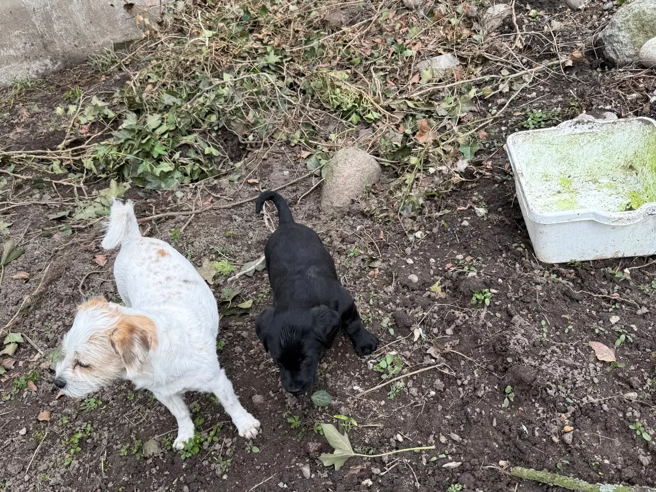 Billede 5 -  3 stk Søde hundehvalpe til salg  