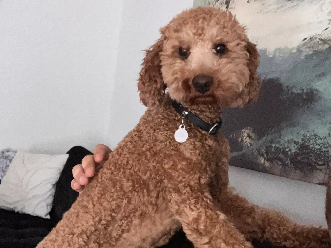 Billede 2 - Lui Puddel Parring