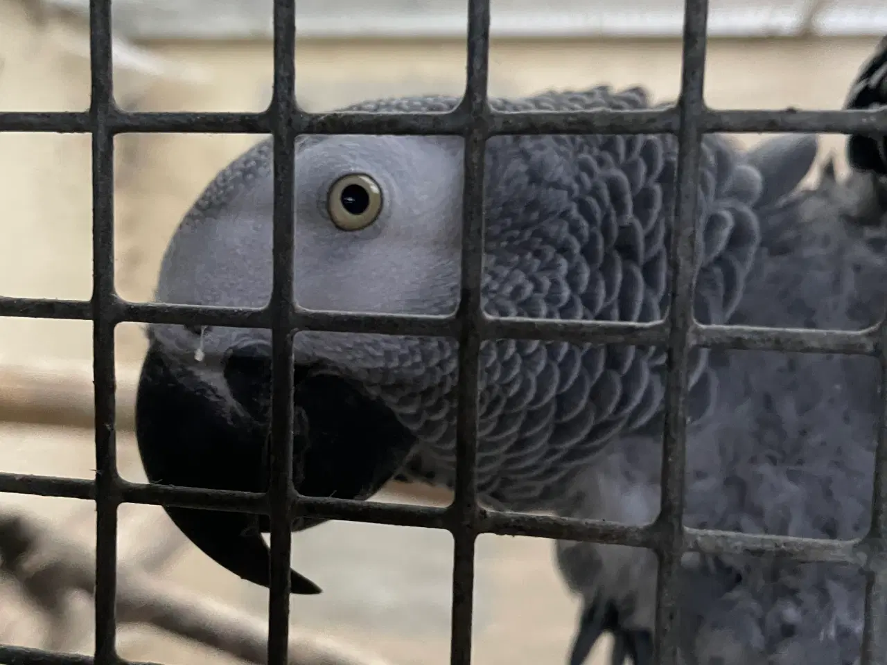 Billede 3 - Et par Grå Jaco ( volier fugle)