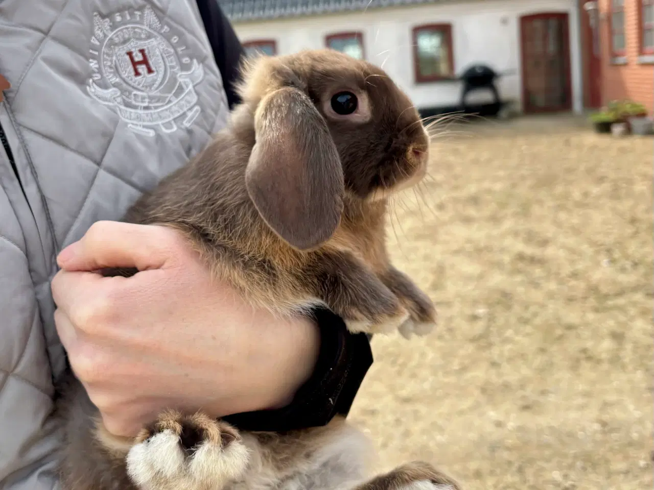 Billede 10 - Sød og tam kaninunge