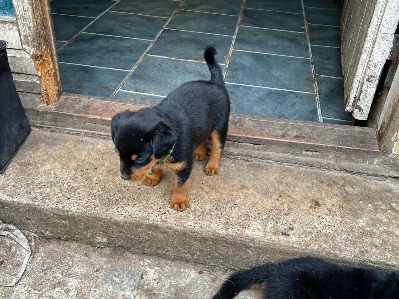 Billede 1 - Rottweiler hvalpe må rejse 20 Juni 2025