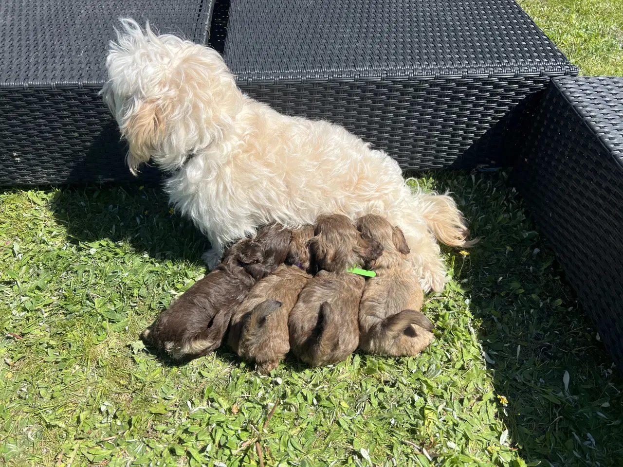 Billede 1 - Bichon Havanais hvalpe