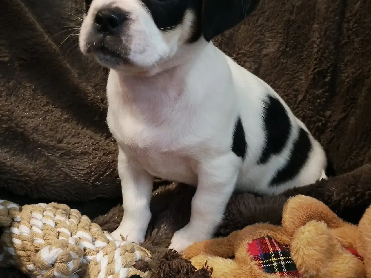 Billede 20 - Skønne 8 ugers små gadekryds