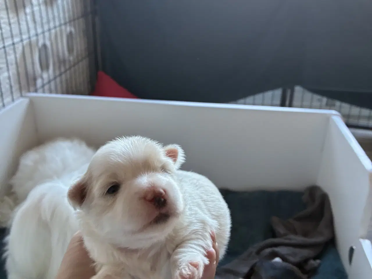 Billede 9 - Søde små Havaton hvalpe