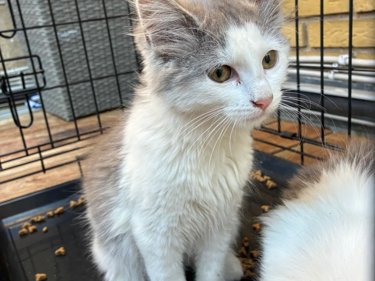 Billede 3 - Maine coon killinger 