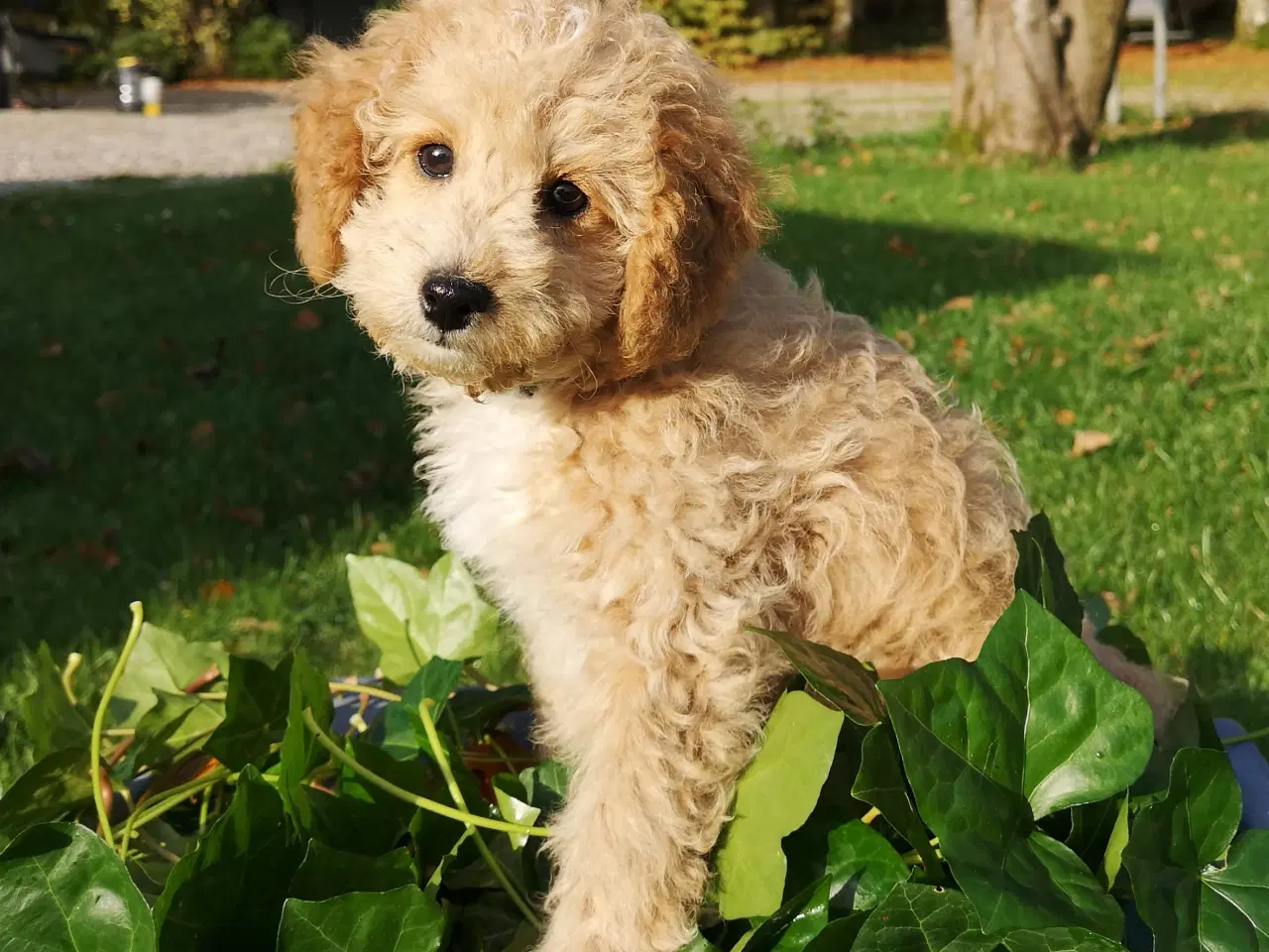 Billede 1 - Cavapoo hvalp