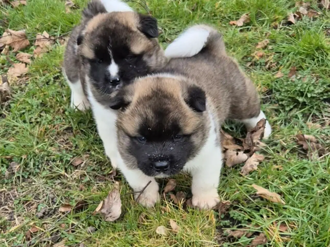 Billede 4 - Hundehvalpe American Akita