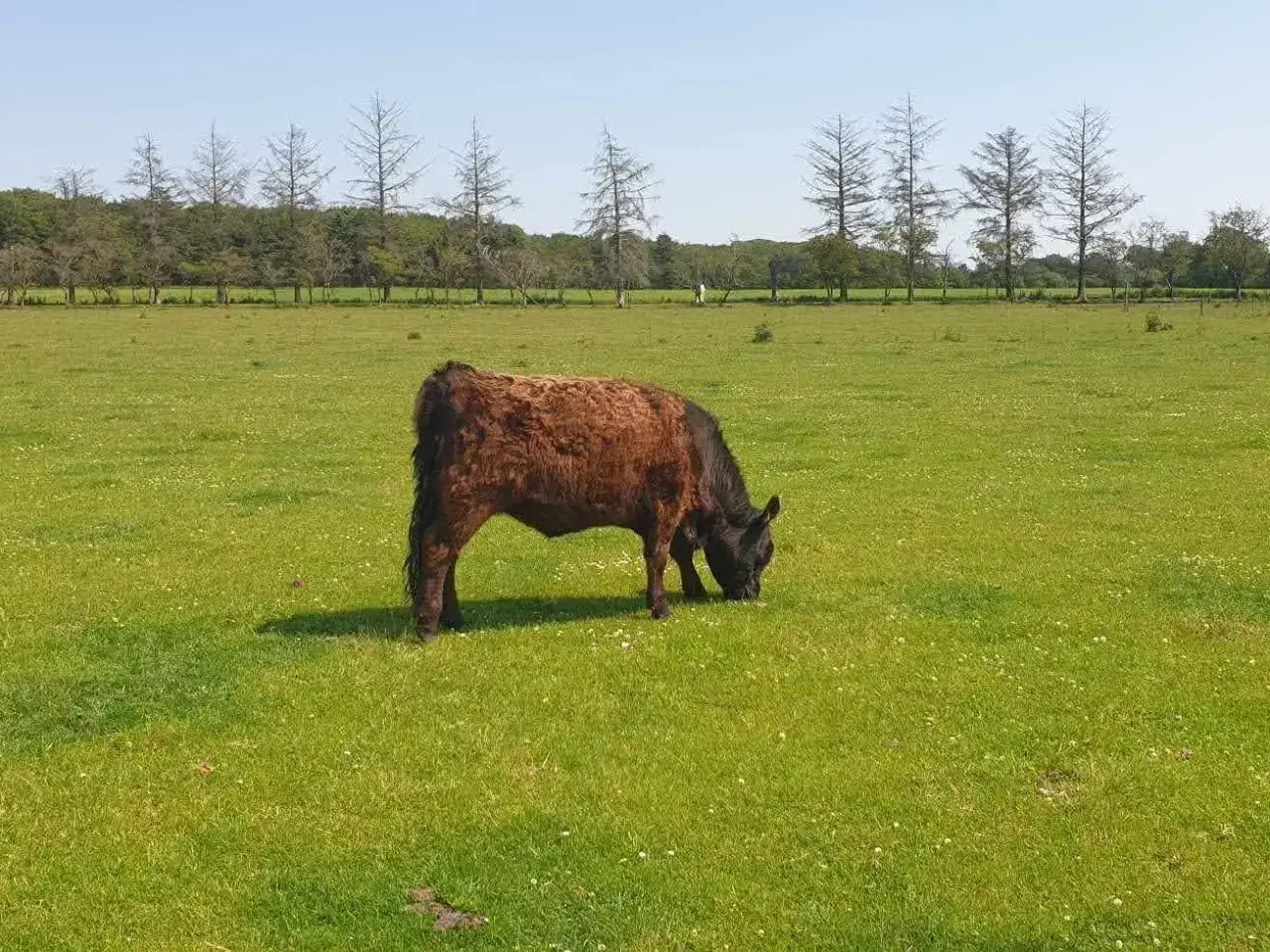 Billede 1 - Sort Galloway kvier sælges.