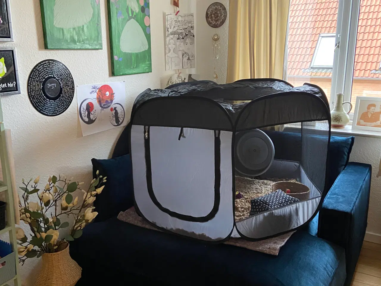 Billede 9 - Afrikansk Pygmæ Pindsvin