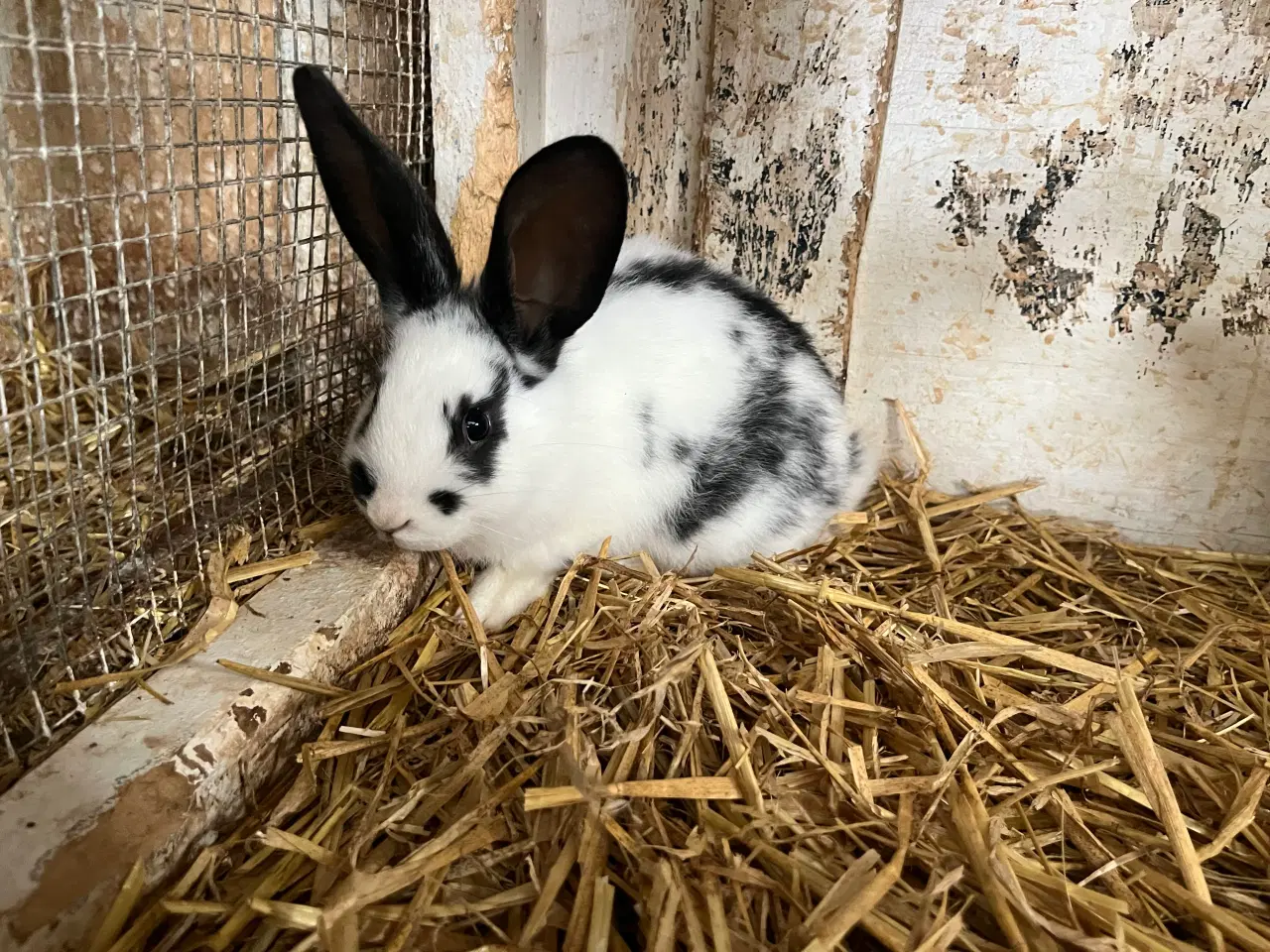 Billede 9 - Plettede unger