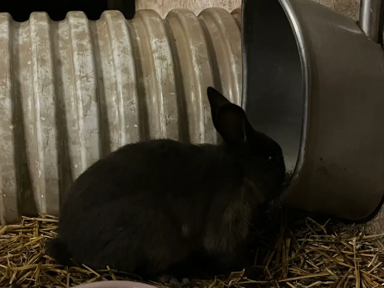 Billede 3 - Kaniner søger nyt hjem