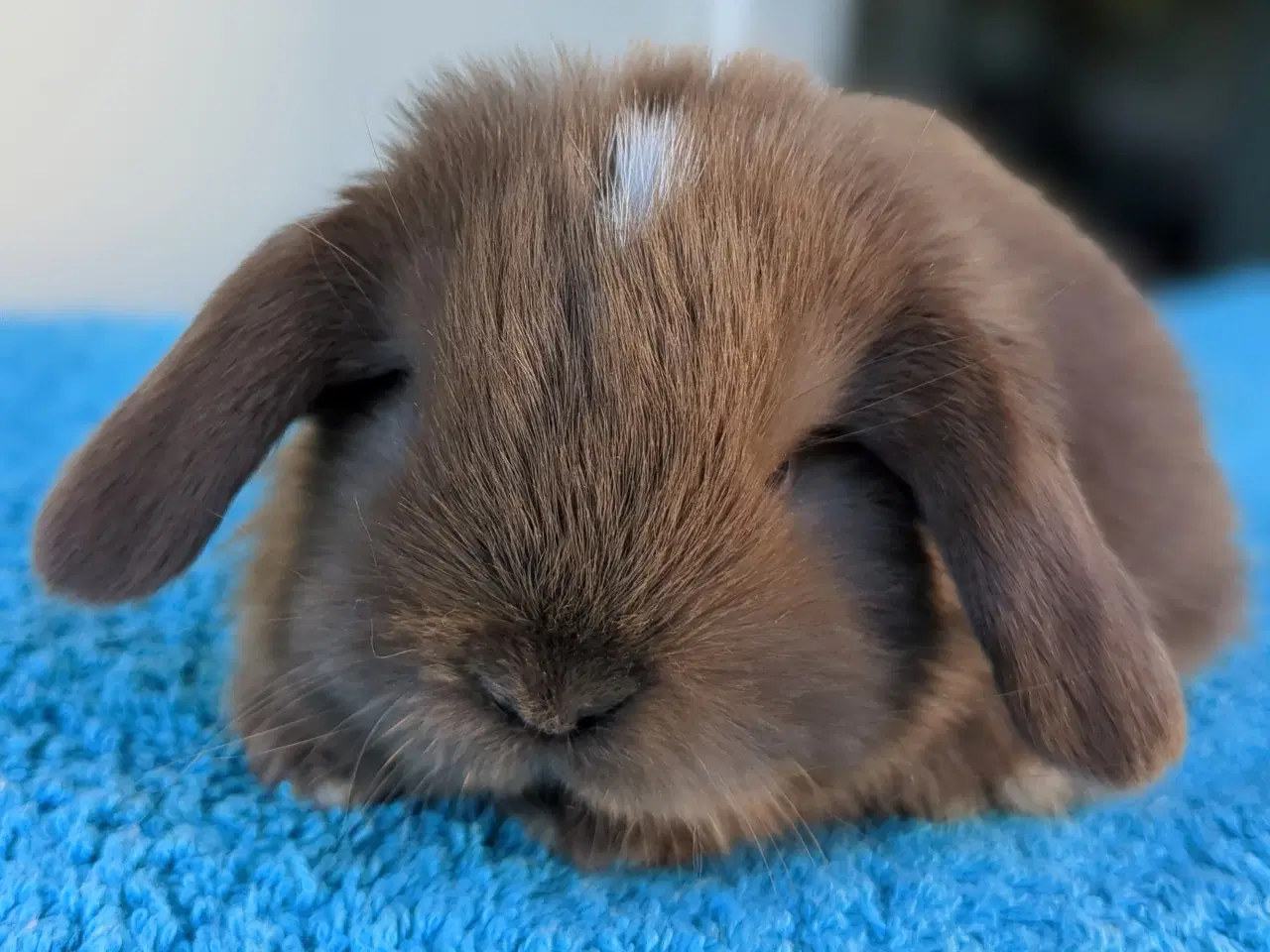 Billede 7 - Minilop kaninunge sælges 
