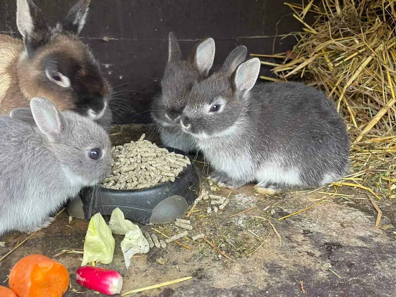 Billede 18 - Hermelin unger blå zobel og Z&W 