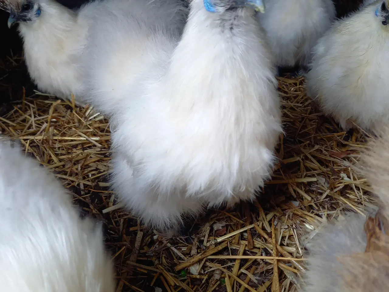 Billede 1 - 15 fine små dværg silkehøns