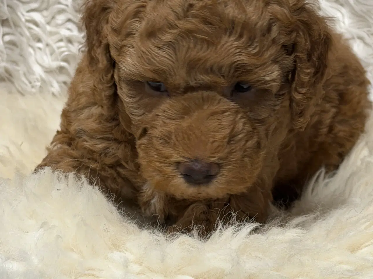 Billede 5 - Skønne Doodldoodle hvalpe 