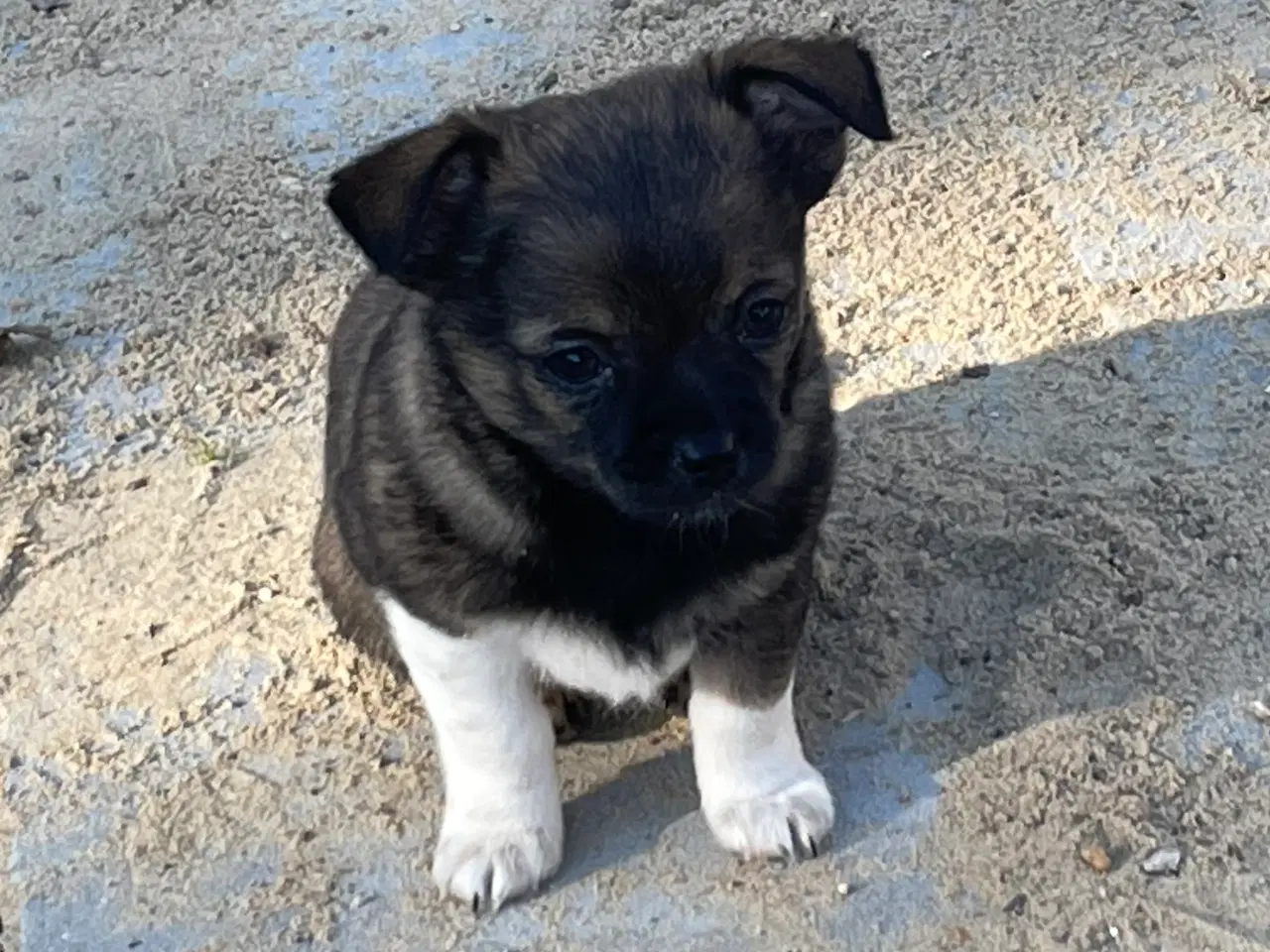 Billede 10 - Chihuahua hvalpe