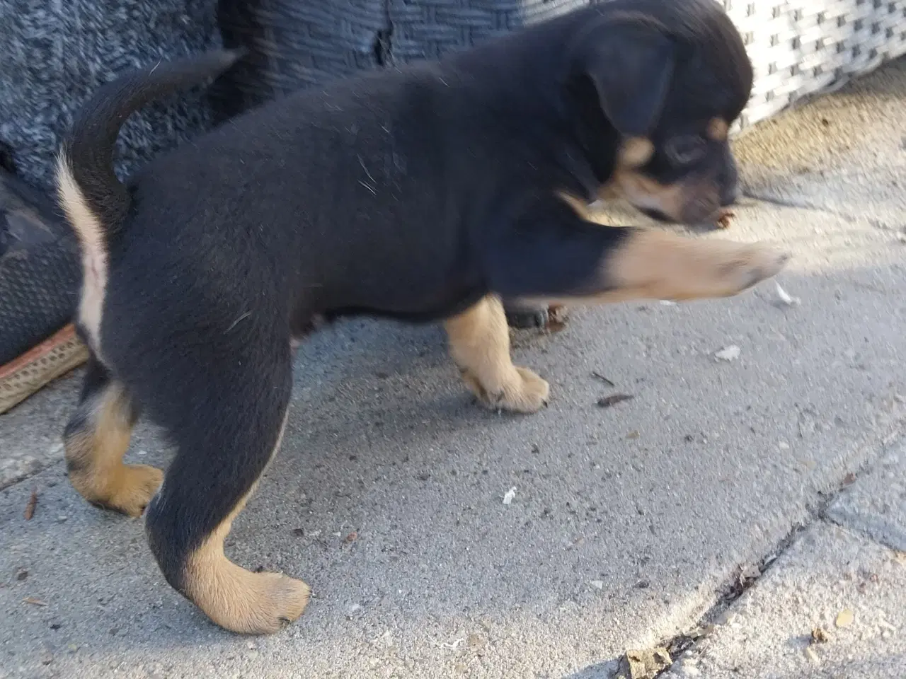 Billede 5 - Dansk svensk gårdhund/mops